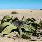 Welwitschia