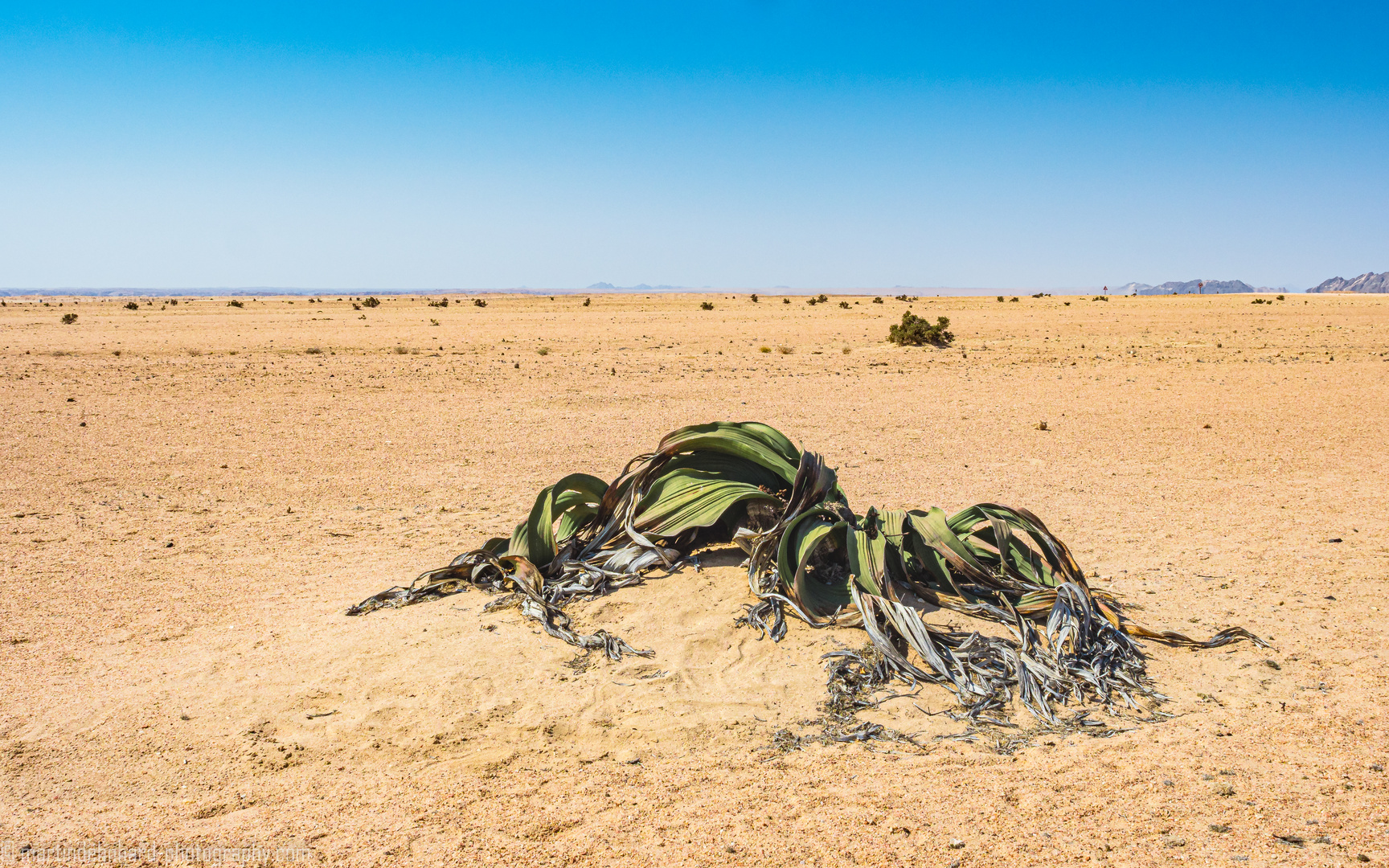 Welwitschia