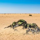 Welwitschia