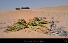 welwitschia