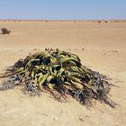 Welwitschia