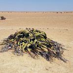 Welwitschia