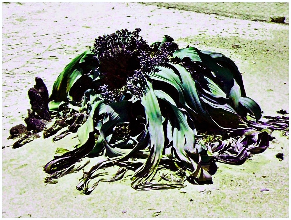 Welwitschia