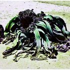 Welwitschia