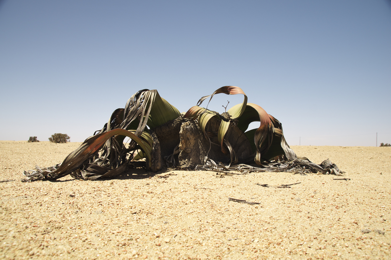 Welwitschia