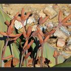 Welwitschia Blüten
