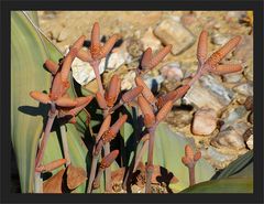 Welwitschia Blüten