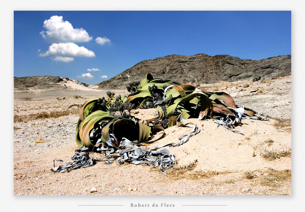 Welwitschia Drive