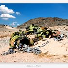 Welwitschia Drive