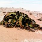 Welwitschia