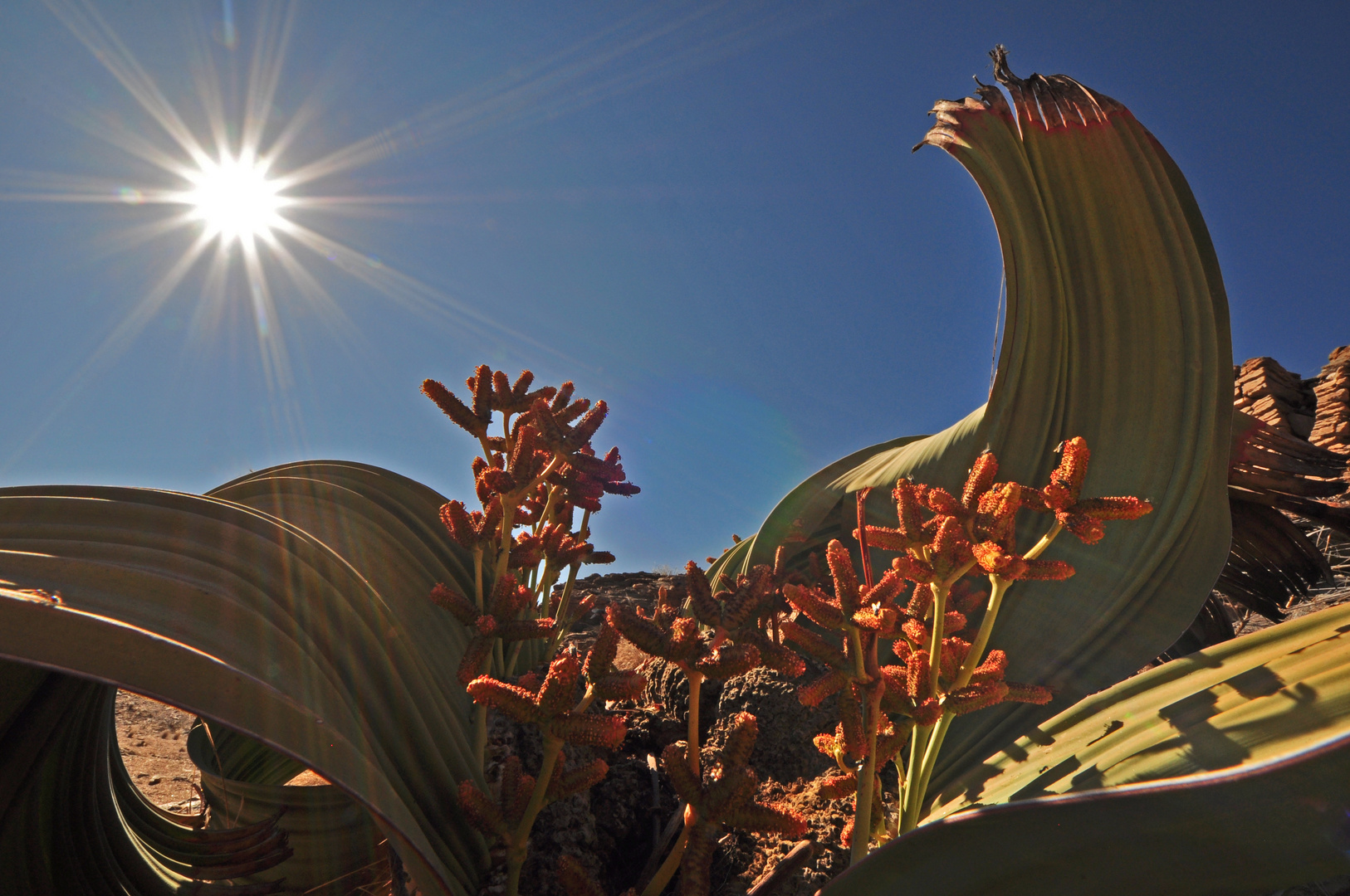 Welwitschia