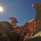 Welwitschia