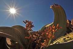 Welwitschia