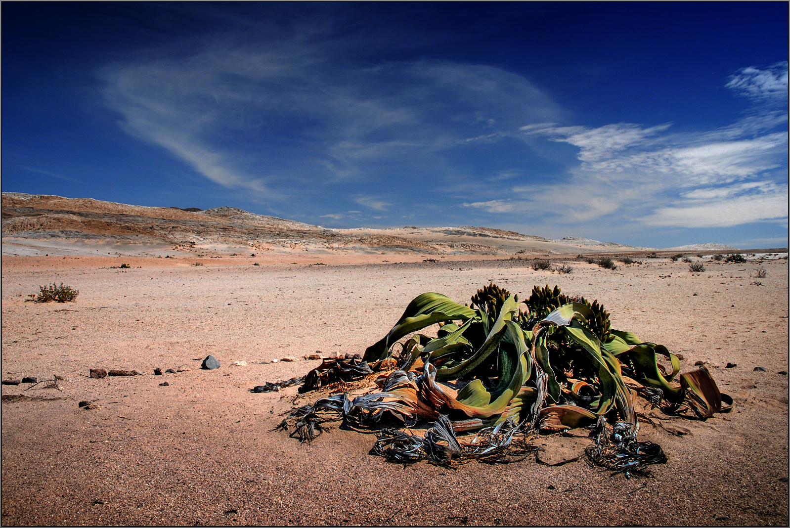 Welwitschia