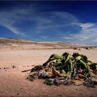 Welwitschia