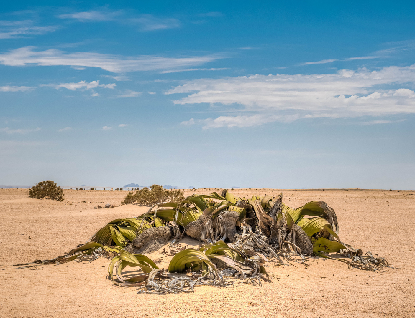 Welwitschia in der Nähe von Swakopmund