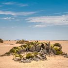 Welwitschia in der Nähe von Swakopmund