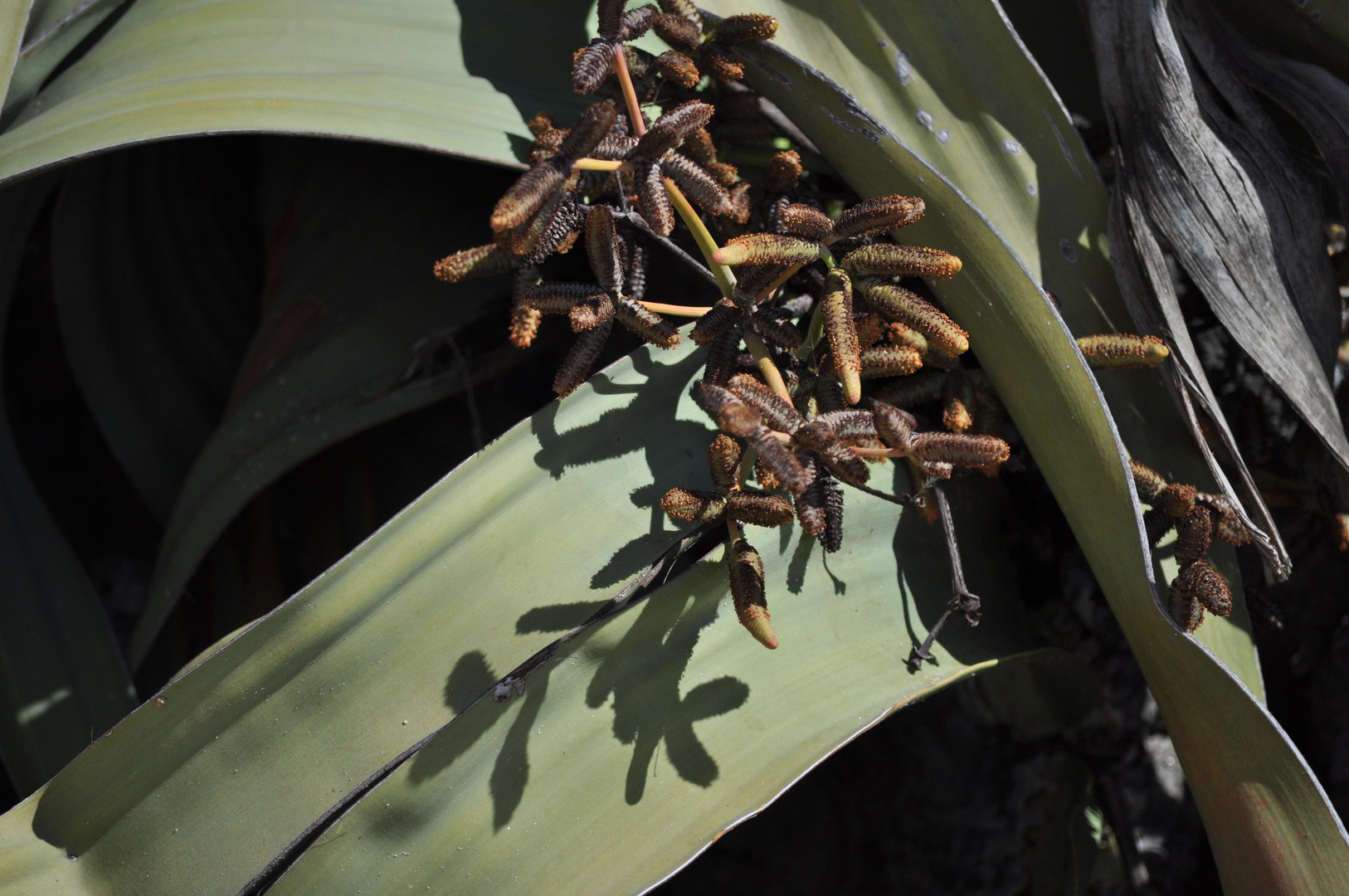 Welwitschia Licht und Schatten