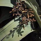 Welwitschia Licht und Schatten