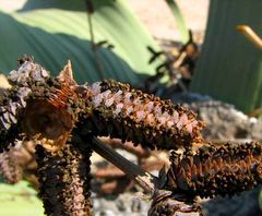 Welwitschia - Männlicher Blütenstand