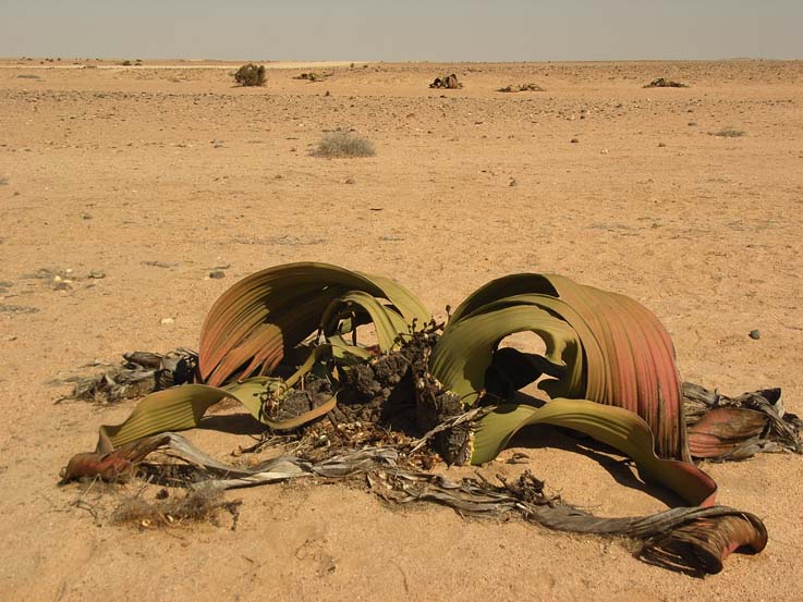 Welwitschia mirabilis