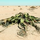 Welwitschia Mirabilis