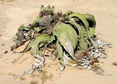 Welwitschia Mirabilis