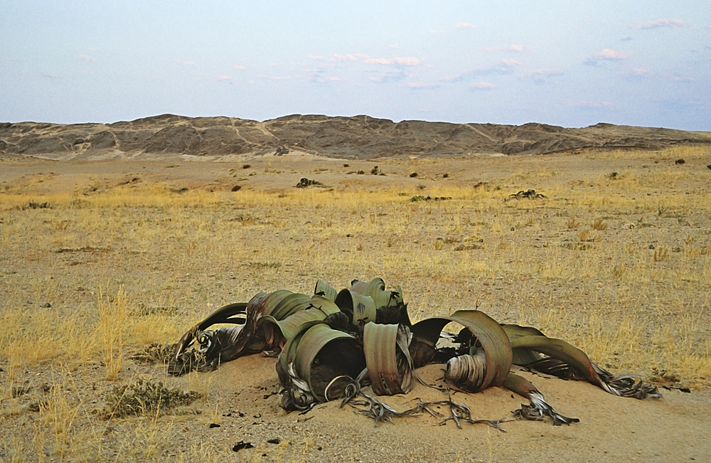 Welwitschia Mirabilis