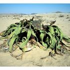 Welwitschia Mirabilis