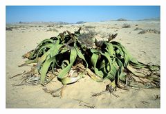 Welwitschia Mirabilis