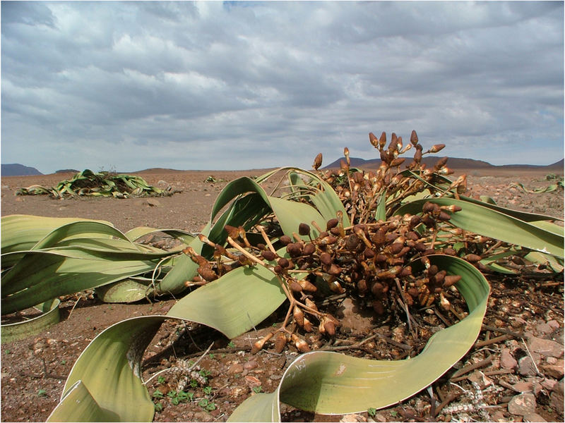 Welwitschia mirabilis