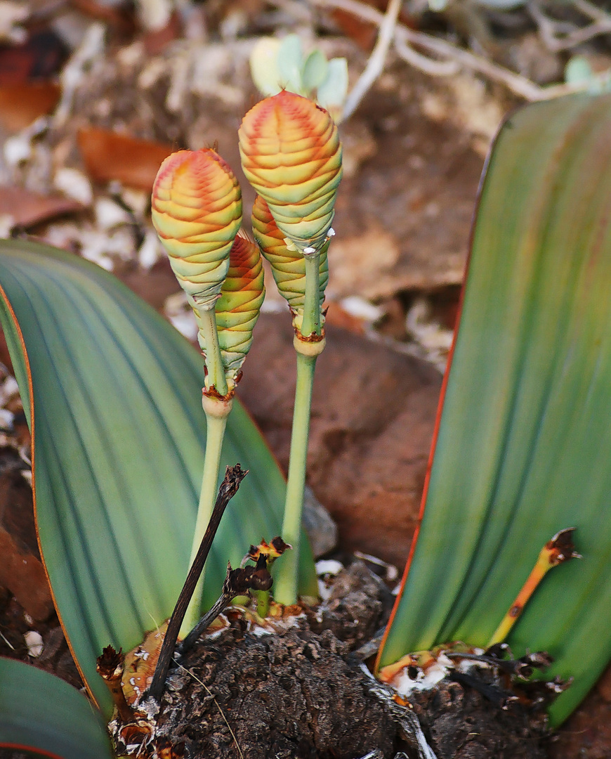 Welwitschia mirabilis