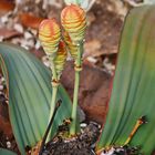 Welwitschia mirabilis