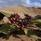 Welwitschia Mirabilis