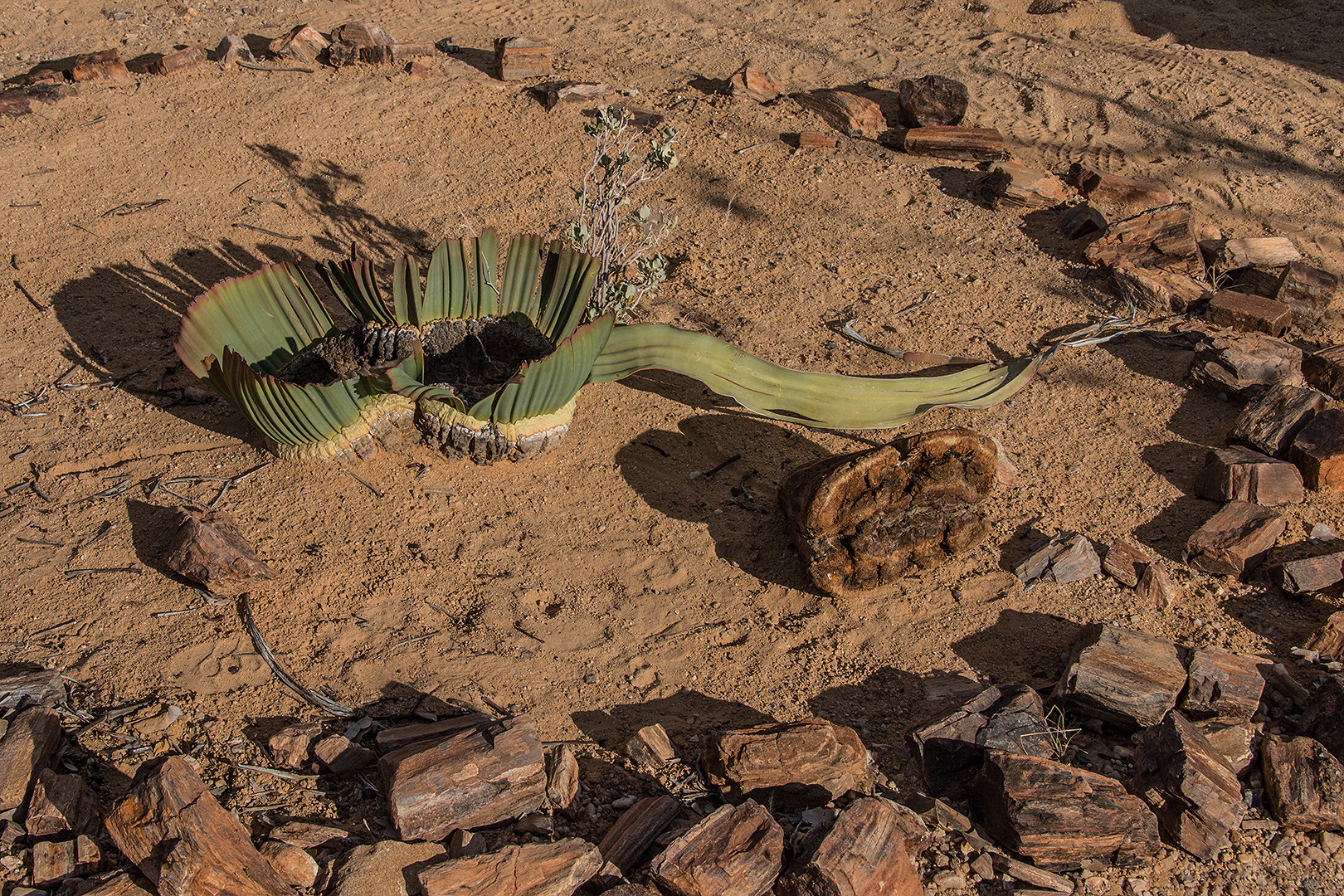 Welwitschia Mirabilis...
