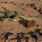 Welwitschia Mirabilis...