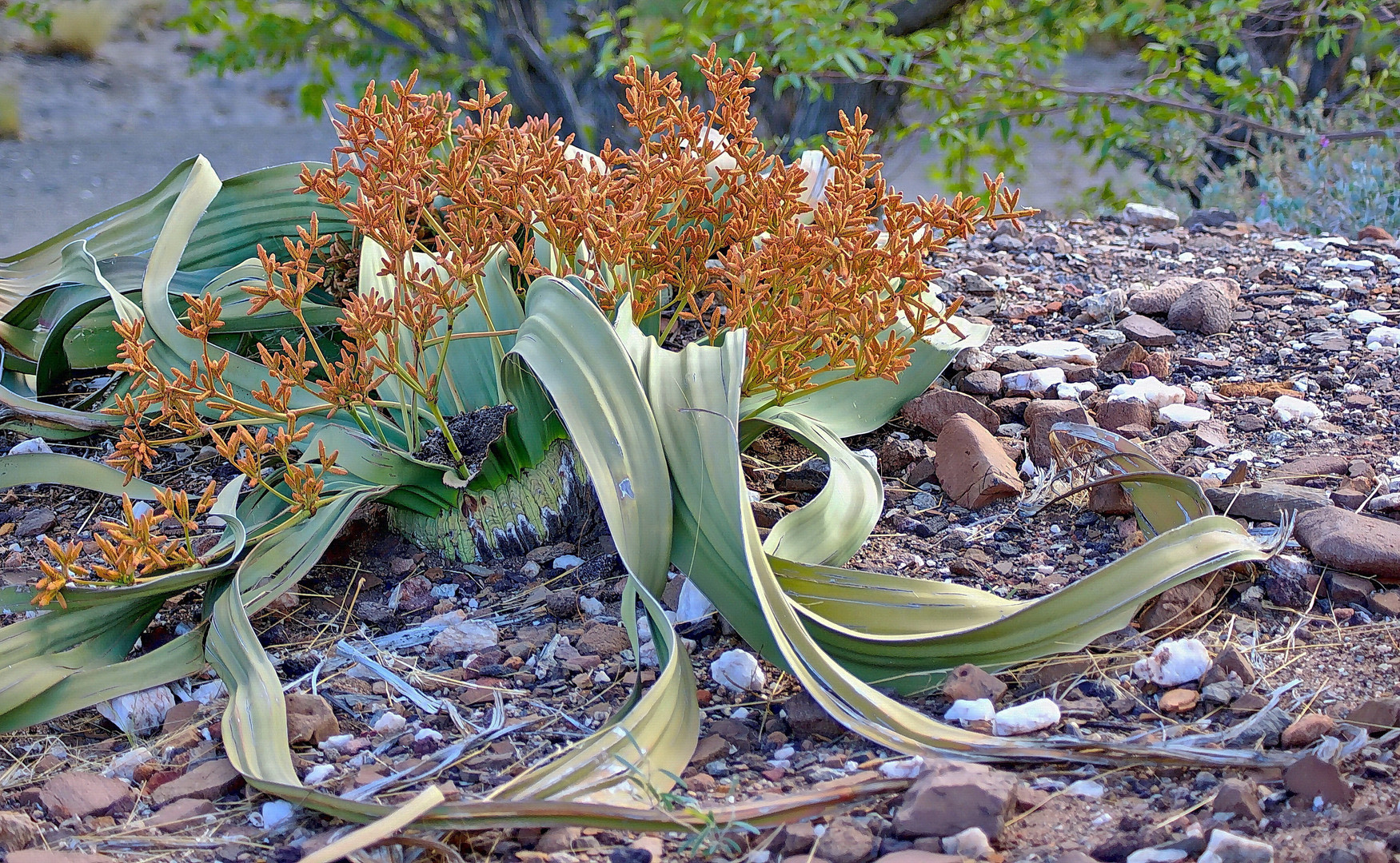 Welwitschia mirabilis