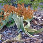 Welwitschia mirabilis