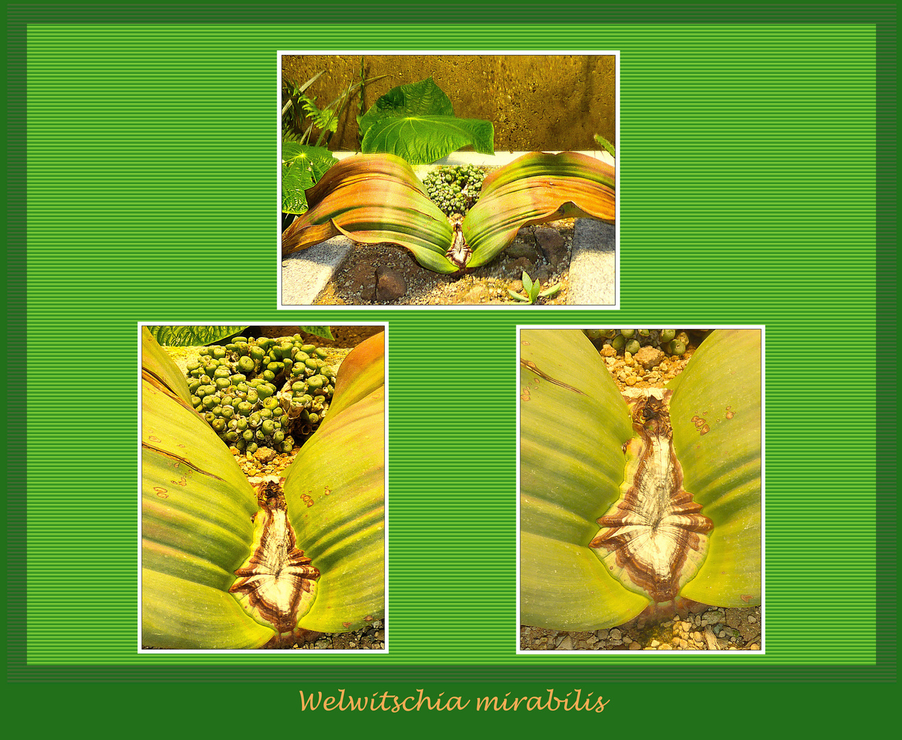 Welwitschia mirabilis