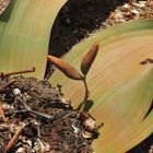 Welwitschia mirabilis - Female Plant