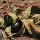 Welwitschia mirabilis- Male Plant