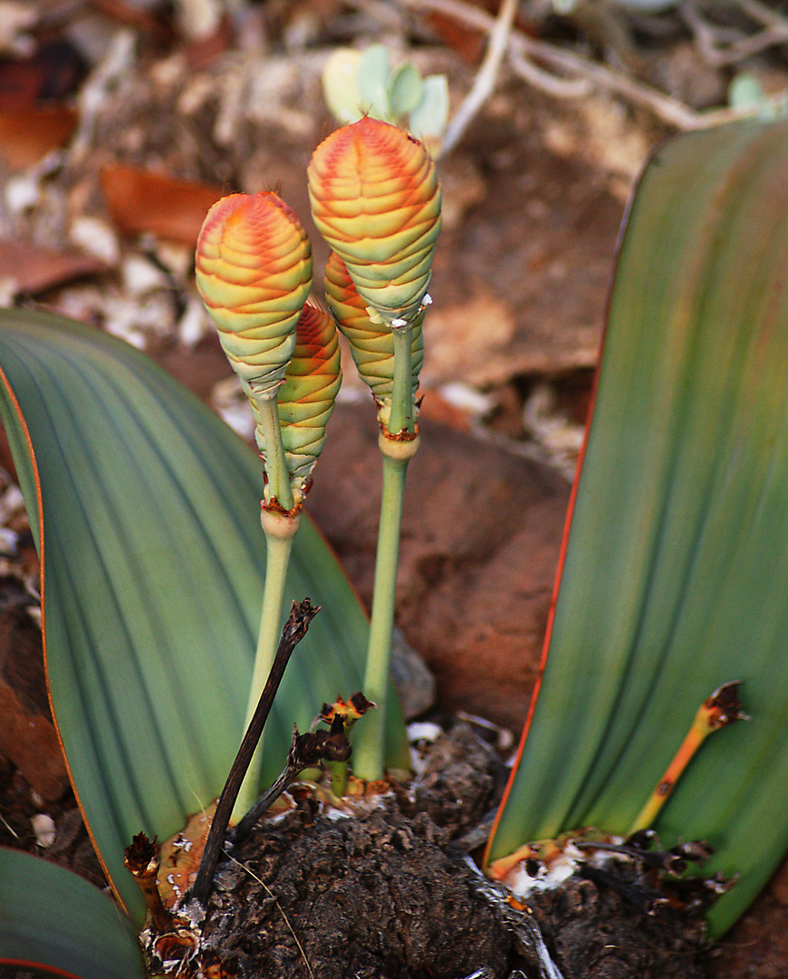 Welwitschia mirabilis,weiblich