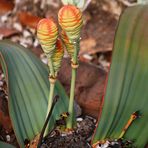 Welwitschia mirabilis,weiblich