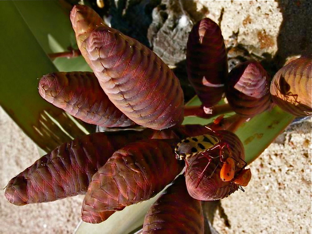 Welwitschia - Weiblicher Blütenstand