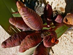 Welwitschia - Weiblicher Blütenstand