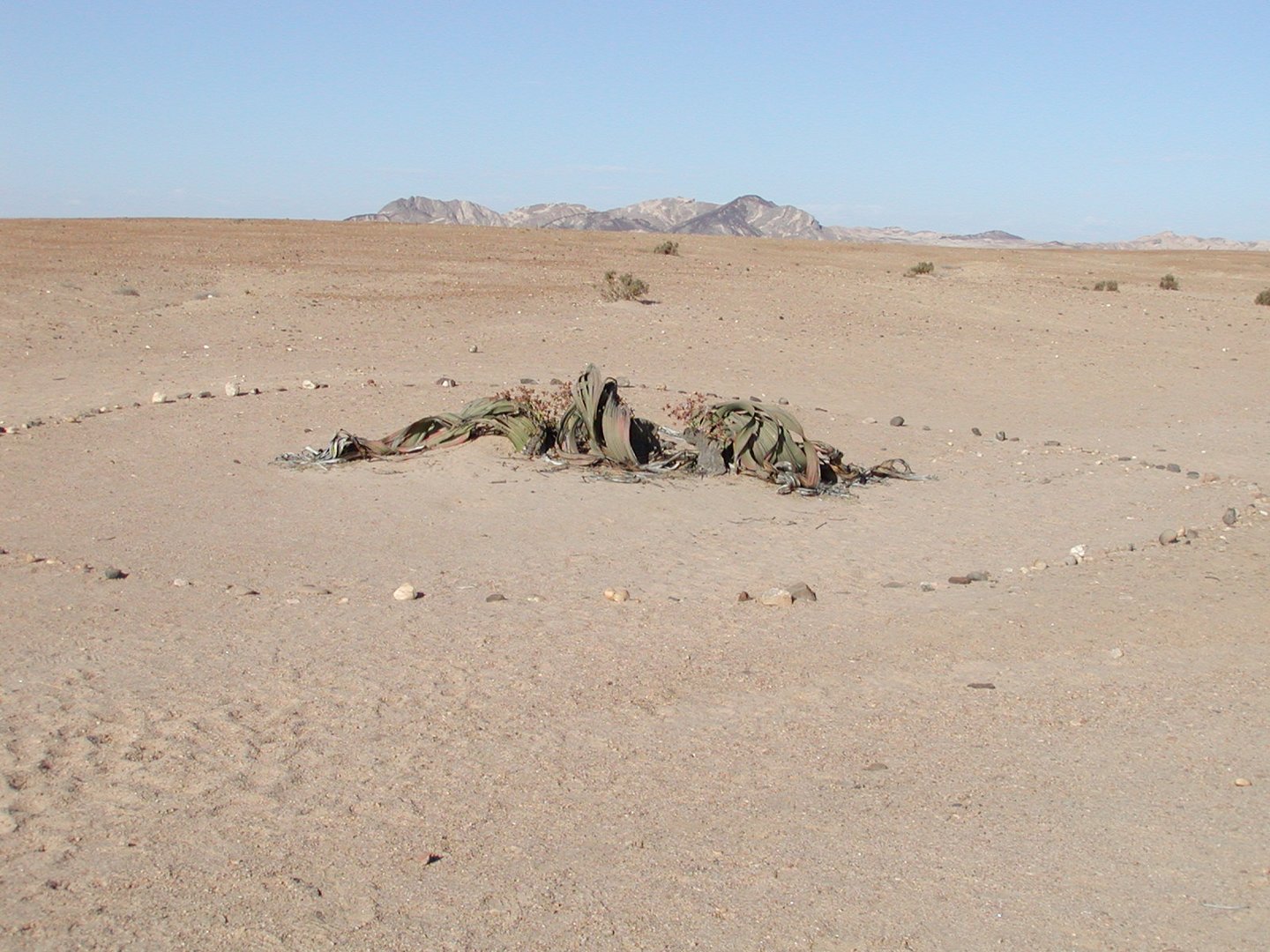 Welwitschie in der Wüste Namib