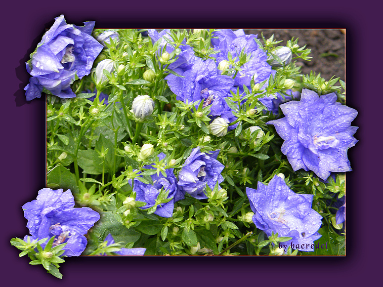 Wem Blüten ihr Gesichtlein zeigen...