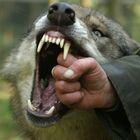 Wem gehört die Hand im Wolfsmaul? Richtig:Tanja !!!