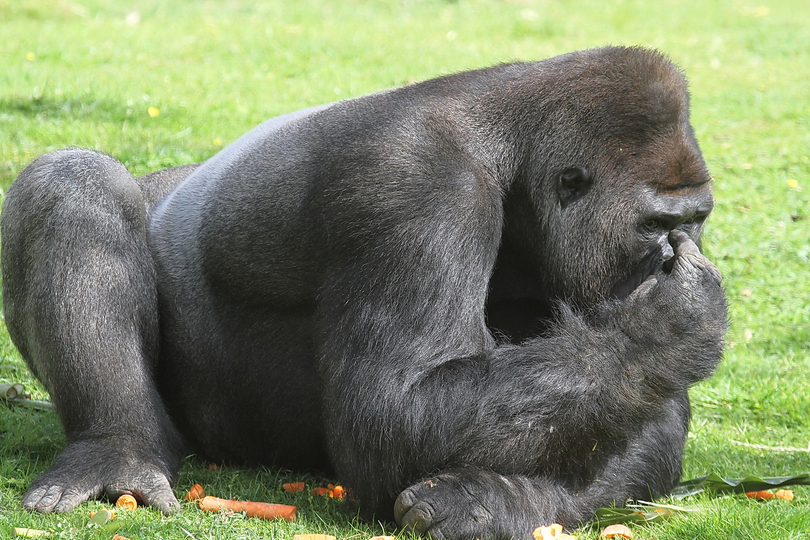 Wem Zeigt Er Denn Da Einen Vogel Foto Bild Tiere Im Zoo Natur Bilder Auf Fotocommunity