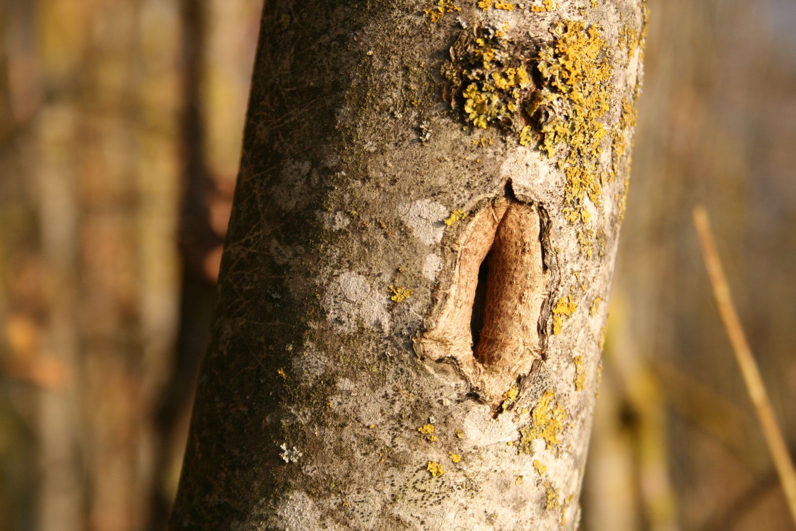 wen der Baum sprechen könte